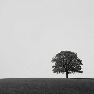 a tree in nature — Minimalist Photography Style