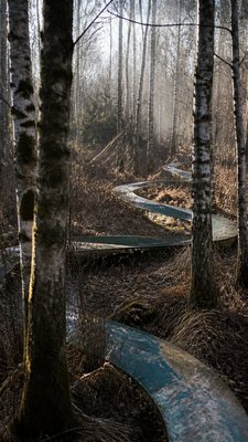 a serene birch forest in soft morning light, no people, no text