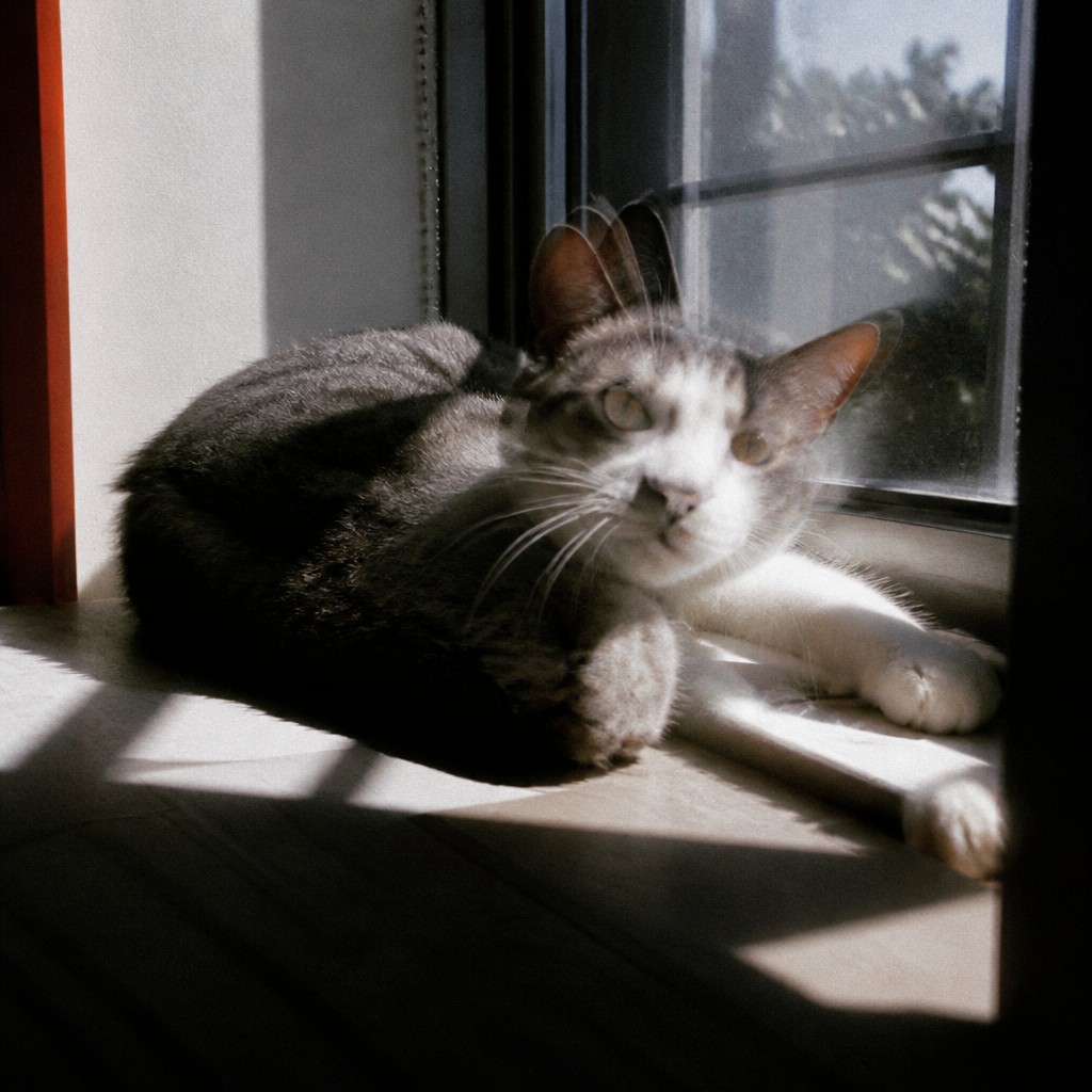 a cat lounging in a sunlit window
